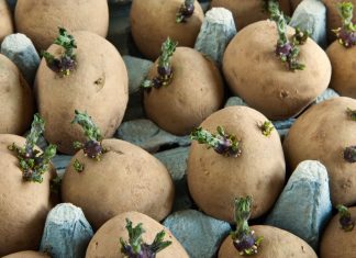 How to get the best harvest from seed potatoes