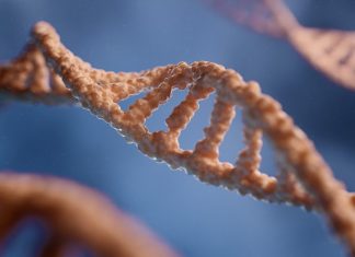 NTN1 Protein: Unraveling the Role of Netrin-1 in Neural Development and Beyond